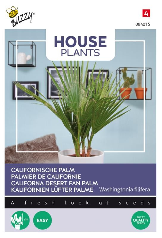 Palma Kalifonská Washingtonia filifera cca 1g